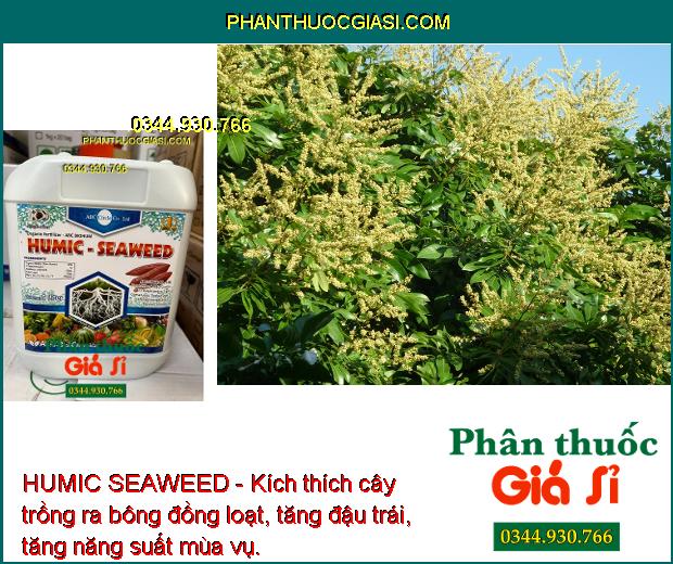 HUMIC SEAWEED - Kích Rễ Khỏe - Ra Bông Đều - Chống Vàng Nụ - Rụng Bông.