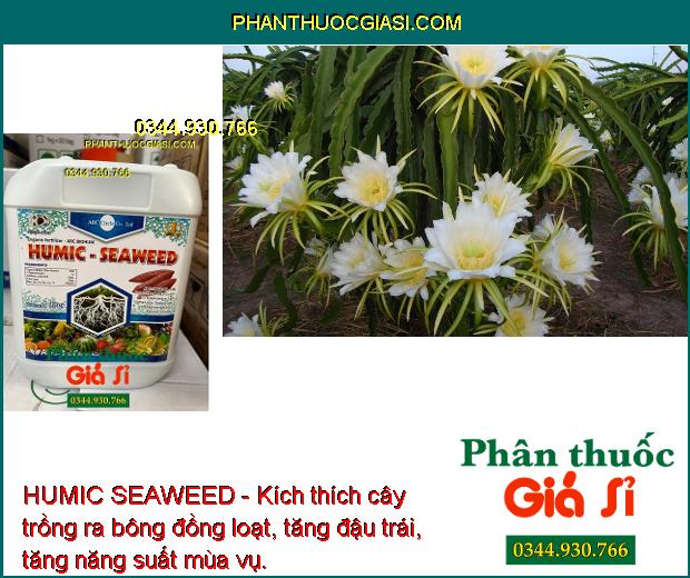 HUMIC SEAWEED - Kích Rễ Khỏe - Ra Bông Đều - Chống Vàng Nụ - Rụng Bông.