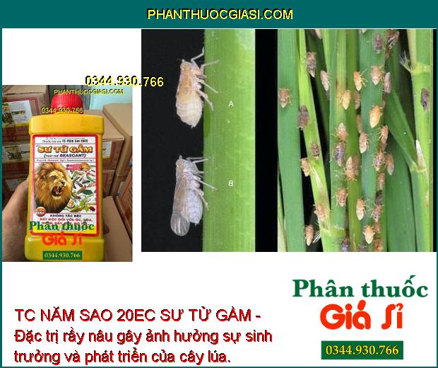 TC NĂM SAO 20EC SƯ TỬ GẦM - Đặc Trị Sâu Cuốn Lá - Nhện Đỏ - Rệp Sáp - Rầu Nâu - Bọ Trĩ - Bọ Cánh Tơ - Bọ Xít