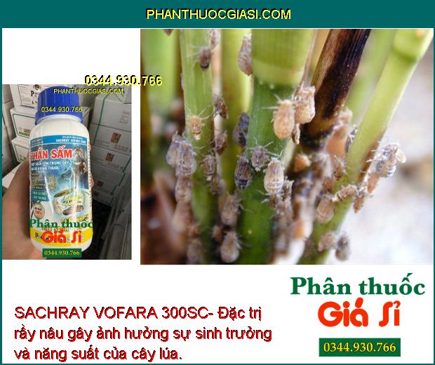 SACHRAY VOFARA 300SC- Đặc Trị Muỗi - Ong - Sâu Cuốn Lá - Bọ Trĩ - Rầy - Nhện.