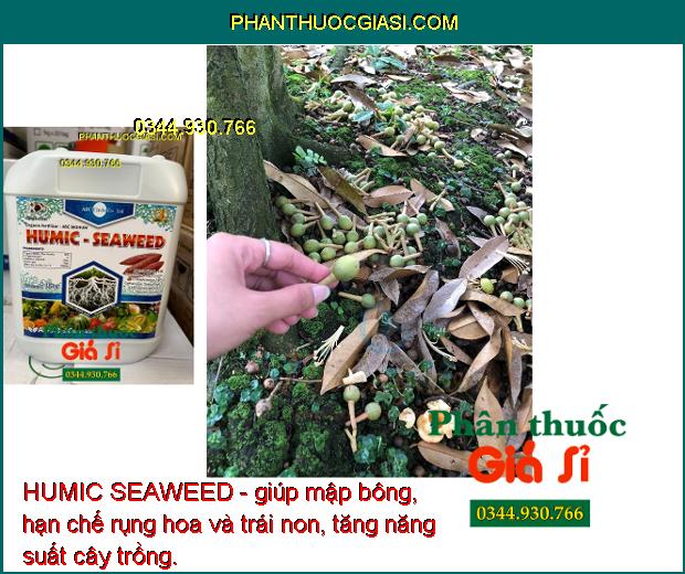 HUMIC SEAWEED - Kích Rễ Khỏe - Ra Bông Đều - Chống Vàng Nụ - Rụng Bông.