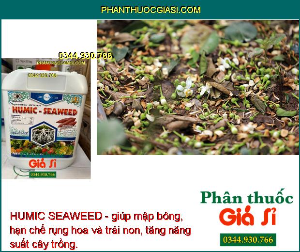 HUMIC SEAWEED - Kích Rễ Khỏe - Ra Bông Đều - Chống Vàng Nụ - Rụng Bông.