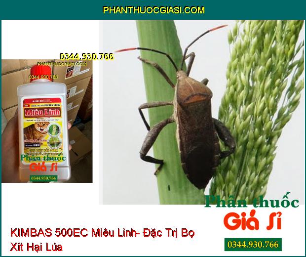 KIMBAS 500EC Miêu Linh- Đặc Trị Rầy Xanh- Rệp Sáp- Bọ Xít Muỗi- Rầy Nâu