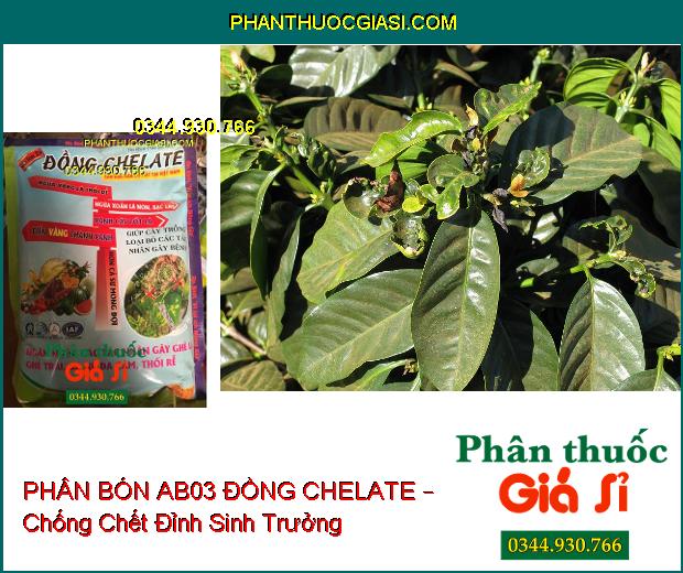 PHÂN BÓN AB03 ĐỒNG CHELATE – Xanh Cây Tốt Lá- Ngừa Vàng Lá- Thối Rễ- Xoắn Lá Non