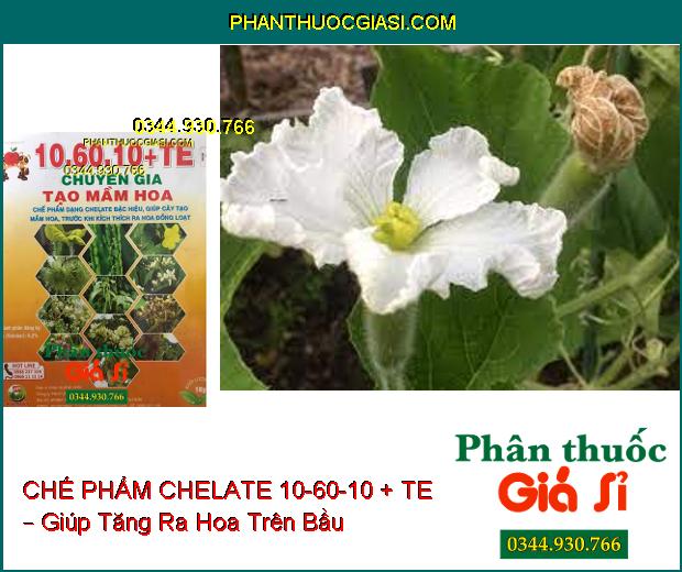 CHẾ PHẨM CHELATE 10-60-10 + TE – CHUYÊN GIA TẠO MẦM HOA – Kích Thích Ra Hoa Đồng Loạt