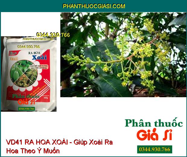 VD41 RA HOA XOÀI - Xử Lý Ra Hoa Nghịch Vụ- Ra Hoa Sớm, Đồng Loạt- Phát Hoa Dài, Mập