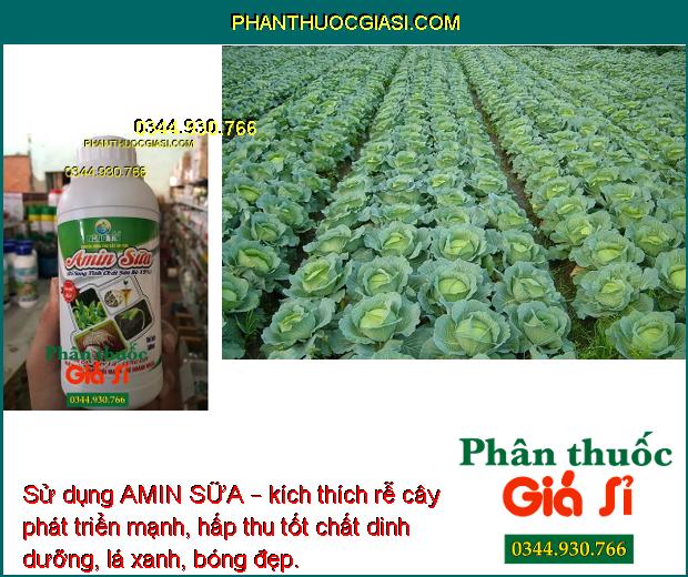 PHÂN BÓN NÔNG TÍN – AMIN SỮA – Cứng Cây- Xanh Dày Lá- Đâm Chồi Mạnh