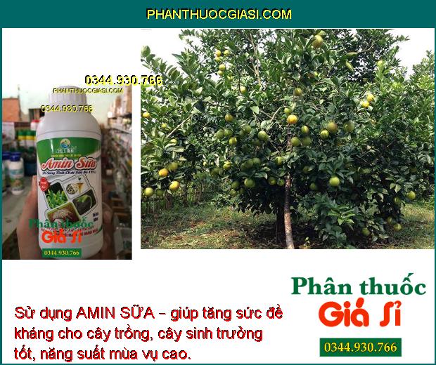 PHÂN BÓN NÔNG TÍN – AMIN SỮA – Cứng Cây- Xanh Dày Lá- Đâm Chồi Mạnh