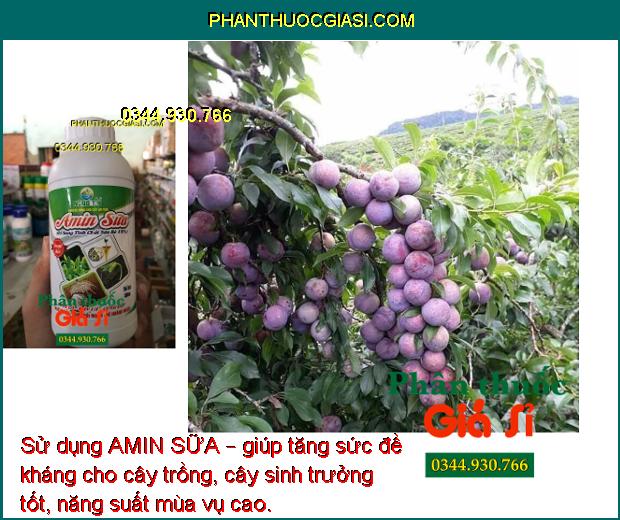 PHÂN BÓN NÔNG TÍN – AMIN SỮA – Cứng Cây- Xanh Dày Lá- Đâm Chồi Mạnh