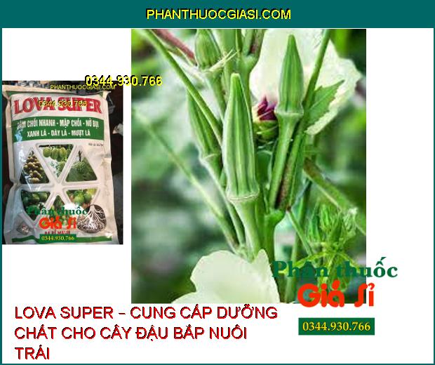 LOVA SUPER – Đâm Chồi Nhanh- Mập Chồi- Dày Lá- Ra Rễ Cực Mạnh