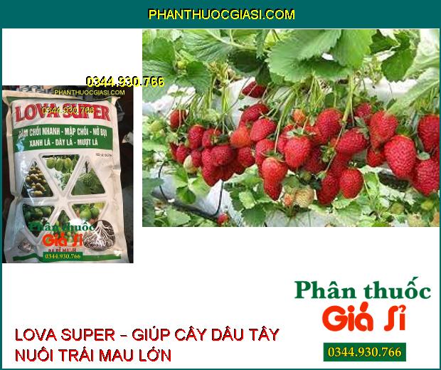 LOVA SUPER – Đâm Chồi Nhanh- Mập Chồi- Dày Lá- Ra Rễ Cực Mạnh