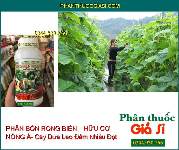 PHÂN BÓN LÁ RONG BIỂN – HỮU CƠ NÔNG Á – Cây Sinh Trưởng Mạnh Mẽ- Phục Hồi Nhanh Sau Thu Hoạch- Tăng Đề Kháng