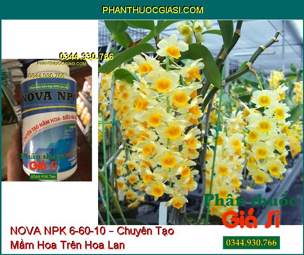 PHÂN BÓN HỖN HỢP NOVA NPK 6-60-10 – Chuyên Tạo Mầm Hoa- Đánh Thức Mầm Hoa- Siêu Ra Hoa