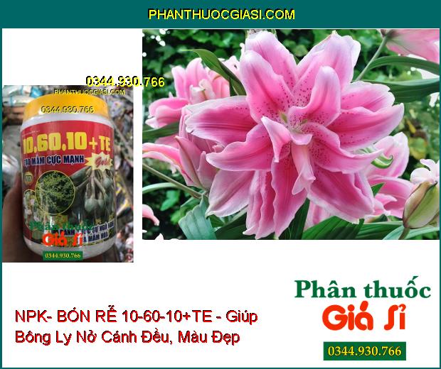 NPK- BÓN RỄ 10-60-10+TE -TẠO MẦM HOA GOLD- Đánh Thức Mầm Hoa Ngủ- Kích Ra Hoa Đồng Loạt- Hạn Chế Khô Đen Bông