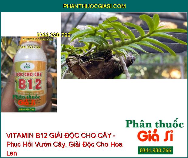 VITAMIN B12 GIẢI ĐỘC CHO CÂY - Phục Hồi Vườn Cây- Giải Độc Cho Hoa Lan, Cây Cảnh