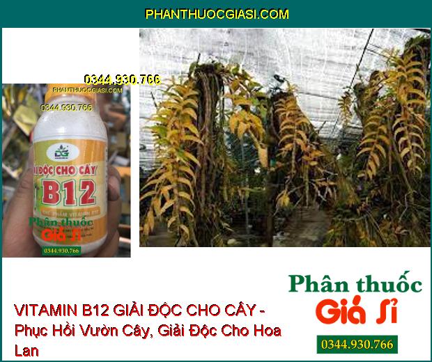 VITAMIN B12 GIẢI ĐỘC CHO CÂY - Phục Hồi Vườn Cây- Giải Độc Cho Hoa Lan, Cây Cảnh