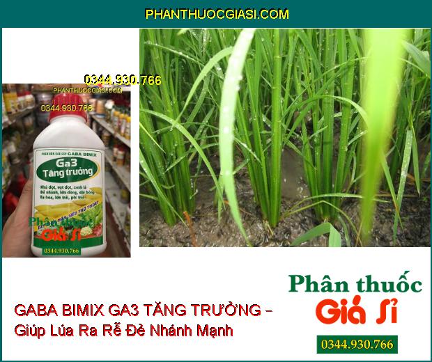 PHÂN BÓN GABA BIMIX GA3 TĂNG TRƯỞNG – Đẻ Nhánh- Vọt Đọt- Dài Bông- Lớn Trái