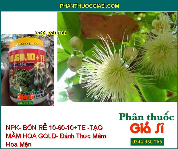 NPK- BÓN RỄ 10-60-10+TE -TẠO MẦM HOA GOLD- Đánh Thức Mầm Hoa Ngủ- Kích Ra Hoa Đồng Loạt- Hạn Chế Khô Đen Bông