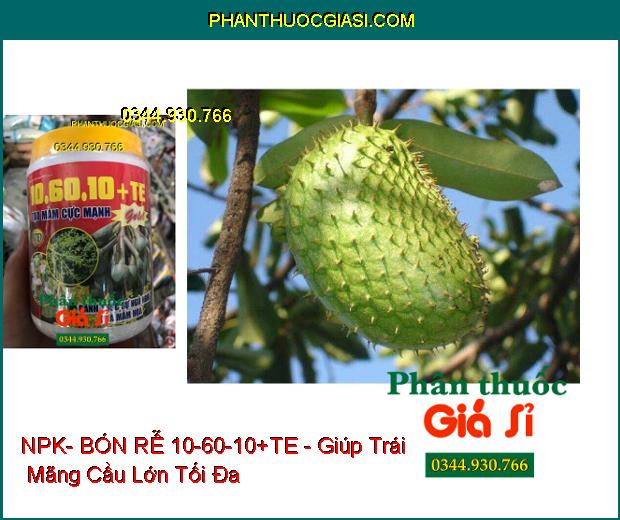 NPK- BÓN RỄ 10-60-10+TE -TẠO MẦM HOA GOLD- Đánh Thức Mầm Hoa Ngủ- Kích Ra Hoa Đồng Loạt- Hạn Chế Khô Đen Bông