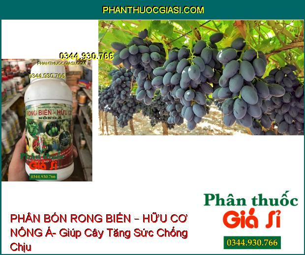 PHÂN BÓN LÁ RONG BIỂN – HỮU CƠ NÔNG Á – Cây Sinh Trưởng Mạnh Mẽ- Phục Hồi Nhanh Sau Thu Hoạch- Tăng Đề Kháng