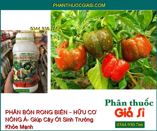 PHÂN BÓN LÁ RONG BIỂN – HỮU CƠ NÔNG Á – Cây Sinh Trưởng Mạnh Mẽ- Phục Hồi Nhanh Sau Thu Hoạch- Tăng Đề Kháng