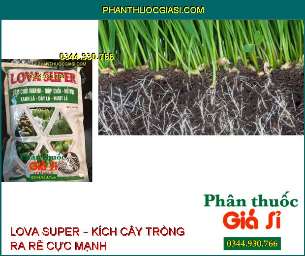 LOVA SUPER – Đâm Chồi Nhanh- Mập Chồi- Dày Lá- Ra Rễ Cực Mạnh