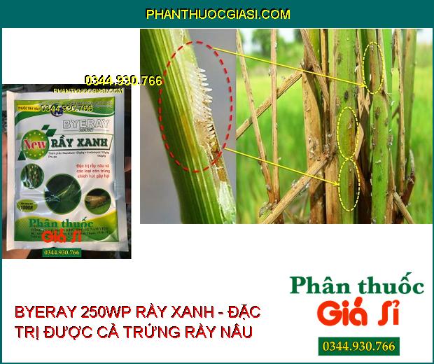 BYERAY 250WP RẦY XANH - Đặc Trị Rầy Nâu- Rầy Xanh- Ung Trứng Rầy