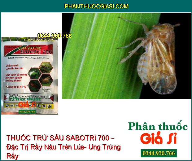 THUỐC TRỪ SÂU SABOTRI 700 – Đặc Trị Rầy Nâu Trên Lúa- Ung Trứng Rầy