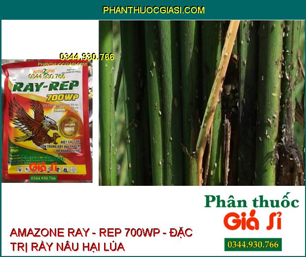 AMAZONE RAY - REP 700WP - Đặc Trị Rệp Sáp- Rầy xanh- Sâu Đục Thân- Côn Trùng Kháng Thuốc