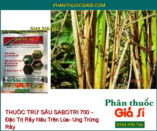 THUỐC TRỪ SÂU SABOTRI 700 – Đặc Trị Rầy Nâu Trên Lúa- Ung Trứng Rầy