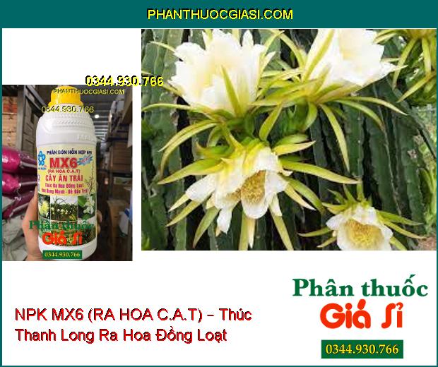 PHÂN BÓN HỖN HỢP NPK MX6 (RA HOA C.A.T) – Thúc Ra Hoa Đồng Loạt- Hoa Bung Mạnh- Dễ Đậu Trái