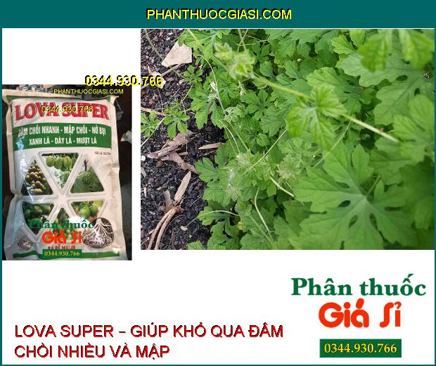 LOVA SUPER – Đâm Chồi Nhanh- Mập Chồi- Dày Lá- Ra Rễ Cực Mạnh