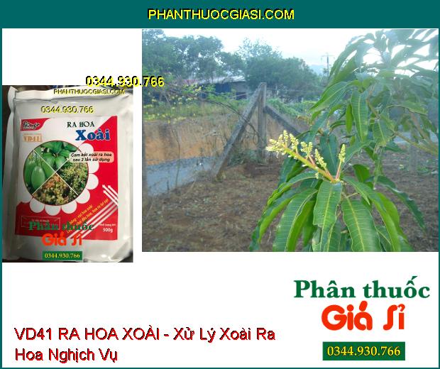 VD41 RA HOA XOÀI - Xử Lý Ra Hoa Nghịch Vụ- Ra Hoa Sớm, Đồng Loạt- Phát Hoa Dài, Mập