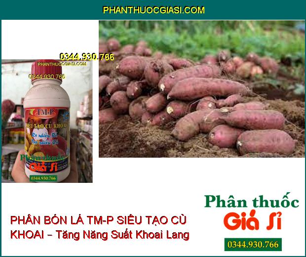 PHÂN BÓN LÁ CAO CẤP TM-P SIÊU TẠO CỦ KHOAI – Ra Rễ Nhiều- Tạo Nhiều Củ- Dùng Cho Tất Cả Các Loại Khoai