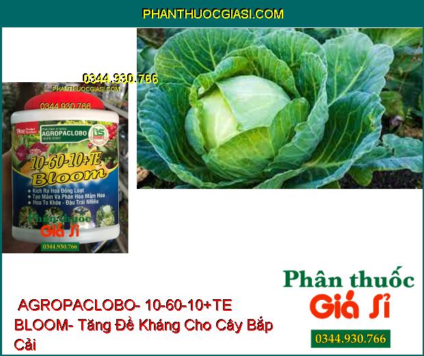 PHÂN BÓN VI LƯỢNG AGROPACLOBO- 10-60-10+TE BLOOM- Kích Ra Hoa Đồng Loạt- Hoa To Khỏe- Đậu Trái Nhiều