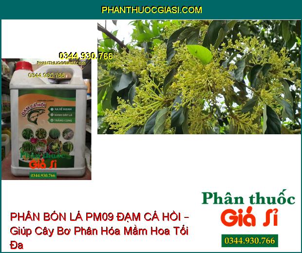 PHÂN BÓN LÁ PM09 ĐẠM CÁ HỒI – Ra Rễ Mạnh- Xanh Dày Lá- Trắng Cọng