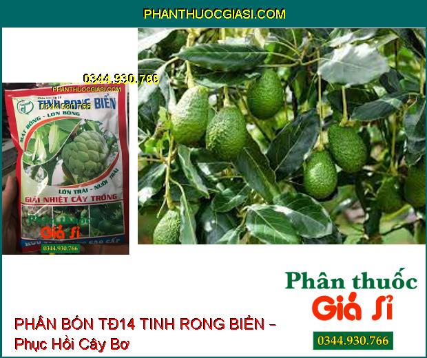 PHÂN BÓN TĐ14 TINH RONG BIỂN – Mát Bông- Mập Bông- Mát Cây- Dưỡng Trái