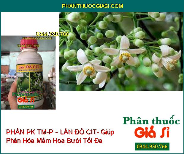 PHÂN PK TM-P – LÂN ĐỎ CIT- Dùng Cho Cây Có Múi- Ra Rễ Non Cực Mạnh- Phân Hóa Mầm Hoa Tối Đa