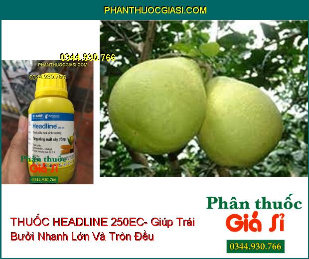 THUỐC ĐIỀU HÒA SINH TRƯỞNG HEADLINE 250EC- Kích Thích Cây Tăng Trưởng- Đâm Chồi Đẻ Nhánh Mạnh- Trái Nhanh Lớn