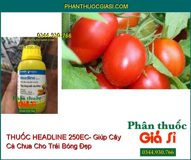 THUỐC ĐIỀU HÒA SINH TRƯỞNG HEADLINE 250EC- Kích Thích Cây Tăng Trưởng- Đâm Chồi Đẻ Nhánh Mạnh- Trái Nhanh Lớn