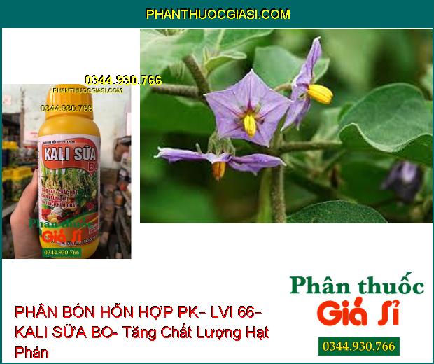 PHÂN BÓN HỖN HỢP PK – LVI 66 – KALI SỮA BO – Sáng Hạt- Chắc Hạt- Chống Rụng- Gia Tăng Phẩm Chất