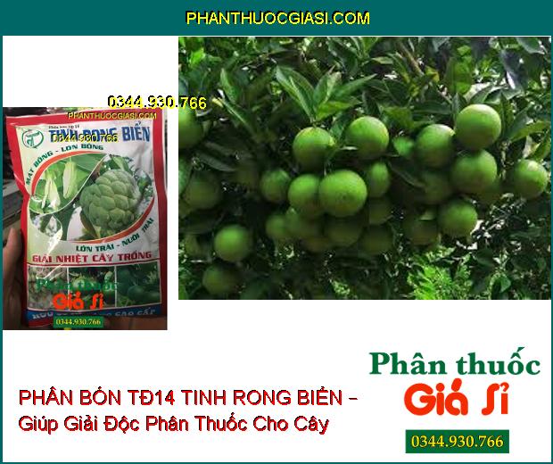 PHÂN BÓN TĐ14 TINH RONG BIỂN – Mát Bông- Mập Bông- Mát Cây- Dưỡng Trái