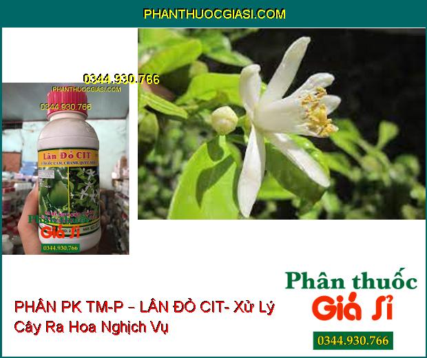 PHÂN PK TM-P – LÂN ĐỎ CIT- Dùng Cho Cây Có Múi- Ra Rễ Non Cực Mạnh- Phân Hóa Mầm Hoa Tối Đa