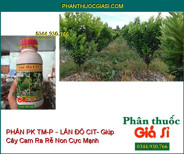 PHÂN PK TM-P – LÂN ĐỎ CIT- Dùng Cho Cây Có Múi- Ra Rễ Non Cực Mạnh- Phân Hóa Mầm Hoa Tối Đa