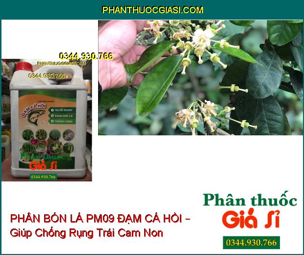 PHÂN BÓN LÁ PM09 ĐẠM CÁ HỒI – Ra Rễ Mạnh- Xanh Dày Lá- Trắng Cọng