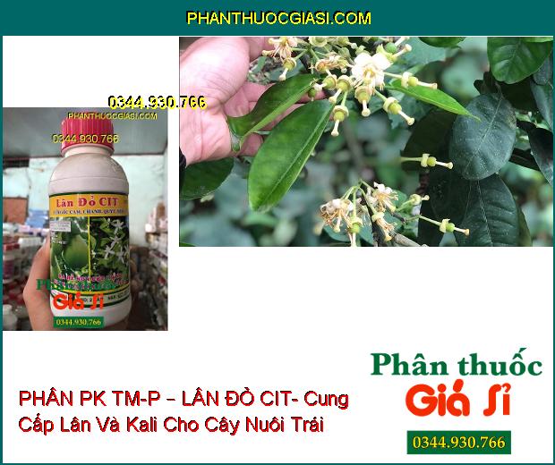 PHÂN PK TM-P – LÂN ĐỎ CIT- Dùng Cho Cây Có Múi- Ra Rễ Non Cực Mạnh- Phân Hóa Mầm Hoa Tối Đa