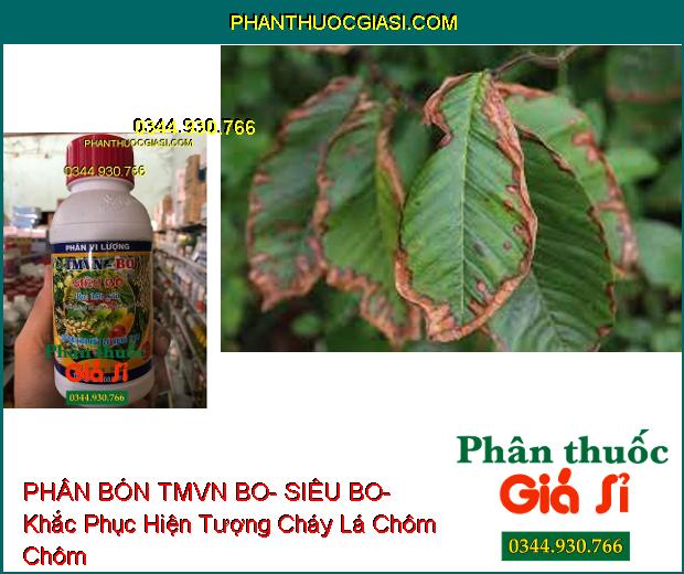 PHÂN BÓN VI LƯỢNG TMVN BO- SIÊU BO- Chống Chết Đỉnh Sinh Trưởng- Bông Khỏe- Trái To