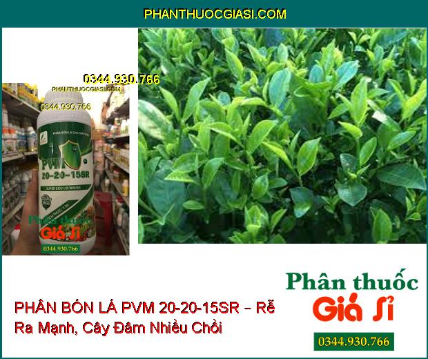 PHÂN BÓN LÁ CAO CẤP PVM 20-20-15SR – Rễ Ra Mạnh- Đâm Chồi Đẻ Nhánh Khỏe- Ra Hoa Đậu Trái Nhiều