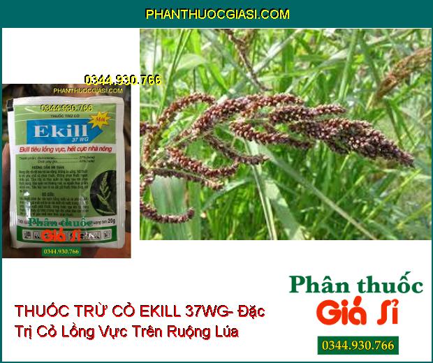 THUỐC TRỪ CỎ EKILL 37WG- Đặc Trị Cỏ Lồng Vực (Cỏ Gạo) Trên Ruộng Lúa