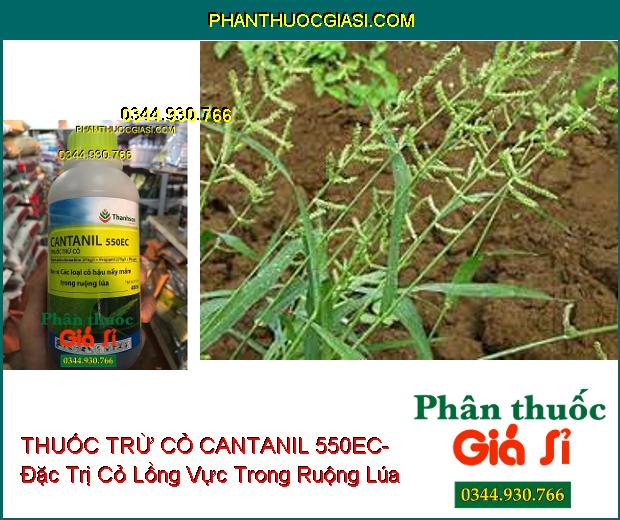 THUỐC TRỪ CỎ CANTANIL 550EC- Đặc Trị Các Loại Cỏ Hậu Nảy Mầm Trong Ruộng Lúa